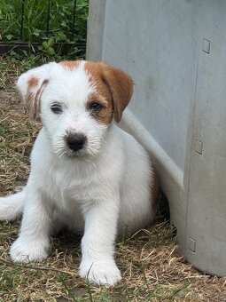 Jack Russell teriér s PP - 5