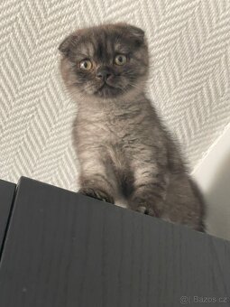 Skotská klapouchá kočička, kotě, scottish smoke grey. - 5