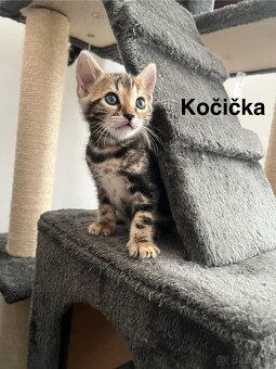 Bengálská kočka - 5