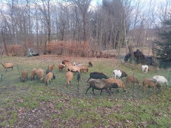 Kamerunské ovce - 5