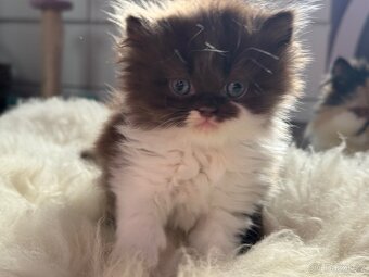 Minuet/munchkin - 5