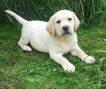 Labrador s PP, nádherná dvě světlá štěňátka, kluci - 5