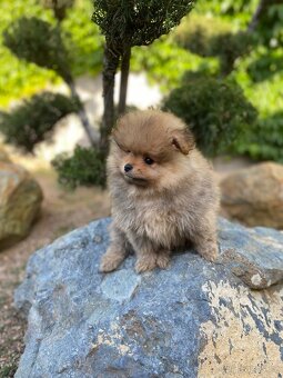 Pomeranian pes a fenka s PP - 5