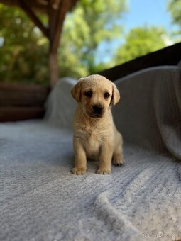 Labrador, štěňátka - 5