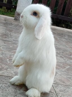 Volná samička - Anglický Zakrslý Beránek MiniLop🍑🧡🤍 - 5