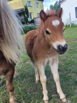 Shetland pony v mini typu- hřebečci - 5