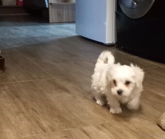 Maltézský psík - maltézáček- pejsek - 5