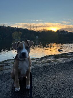 Stafordširsky terier - 5