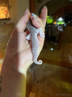 Gekončík noční - 5