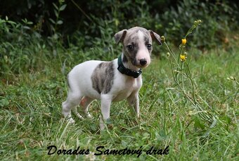 Whippet s PP (FCI) - 5