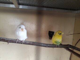 Andulky vlnkovane - 5