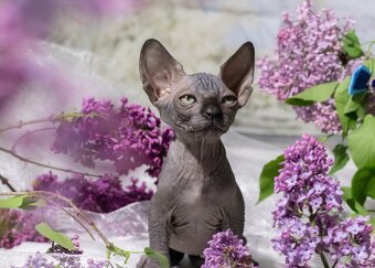 Sphynx - 5