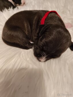 Štěňátka - americký pitbull - 5