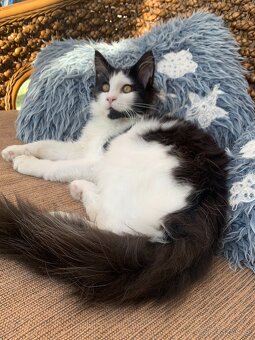 mainská mývalí kočka s PP - pět měsíců stáří - 5