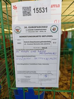 Araukana zdrobnělá pšeničná - 5