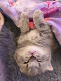 Predám Britské mačiatko - 5