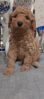 Pudel, pudl, pudlík s PP MADA - 5