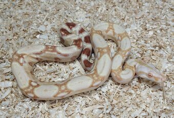 Boa imperator- Sharp Sunglow 66% het Sterling,Hypo Sterling - 5