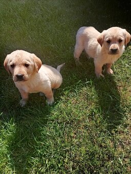 Zlatý retrívr/retriever - 5