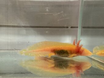 Nabízím mláďata axolotlů Golden Albino - 5
