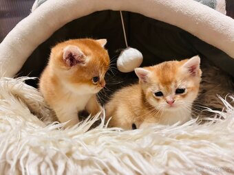 Britská koťáta zlaté činčily s PP pro chov - 5