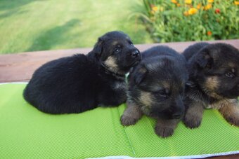 NEMECKY OVCZAK REX - 5