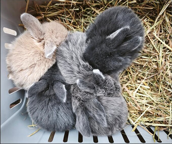 Zakrslý králíček MINILOP 🩷 holčička - 5