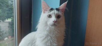 Mainska myvalia, Mainne coon,Mco mainský - 5