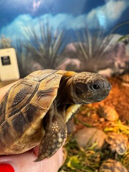 Želva zelenavá- testudo hermanni - 5