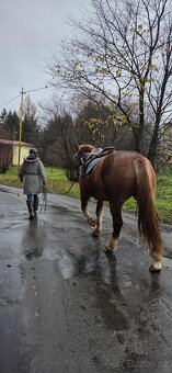 Nádherná kobyla slezský norik - 5
