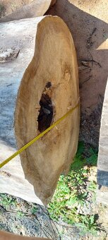 Dutý kmen jilm horský - 5