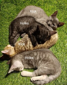 Daruji Koťátka do dobrých rukou - 5