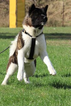 Krytí Americká akita - 5