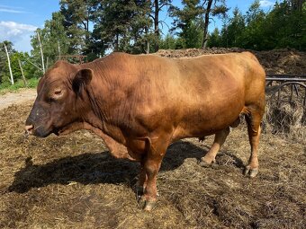 Plemenný býk aberdeen angus - 5