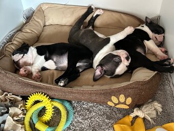 Boston Terrier - 5