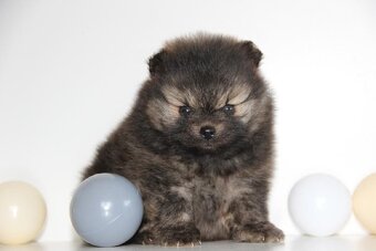 Pomeranian s PP/ FCI - 5