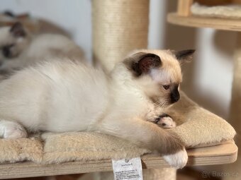 Ragdoll - 5