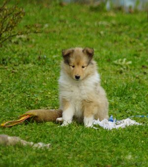KOLIE DLOUHOSRSTA ZLATA fenka - 5