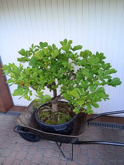 Jírovec manďal (kaštan) bonsai - 5