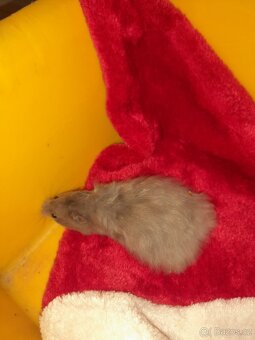 Křeček syrský - 5