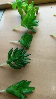 Umělé netřesky - 5