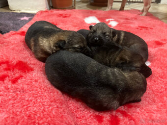 Německý ovčák - 5