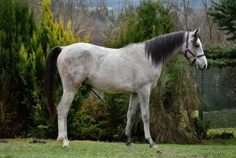 Valach shagya arab - 5