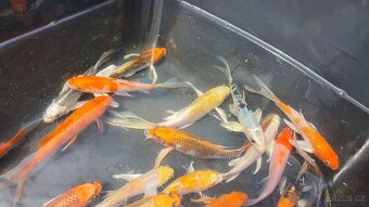 Koi kapr závoj - 5