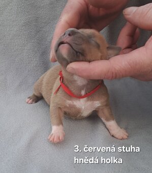 Americký stafordšírský teriér bez PP - 5