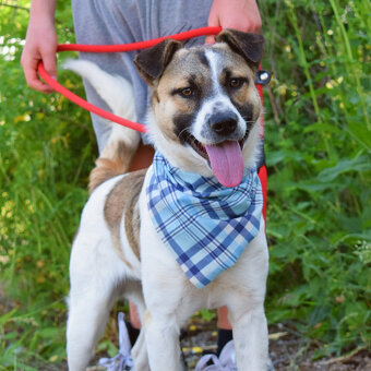 Šteňátko Gump (u nás Adamko) k adopci - 5