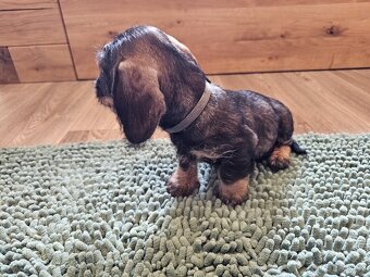 Jezevčík drsnosrstý standard POSLEDNÍ VOLNÝ PEJSEK - 5