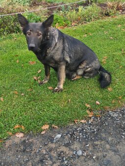 Německý ovčák štěňata - 5