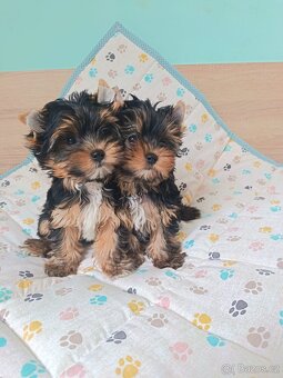 Jorkšírský teriér s PP - Spaltbiewer - 5