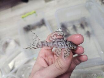 L 236 Creme - odchov - 5